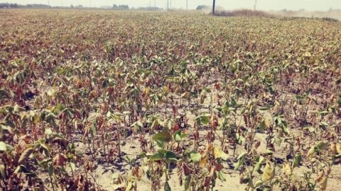 El HCD busca que se declare a nivel local y provincial la “Emergencia Agropecuaria” en General Rodríguez