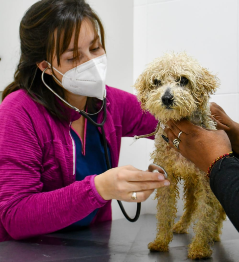 El Hospital Veterinario Municipal cumple 2 años de vida: qué servicios brinda