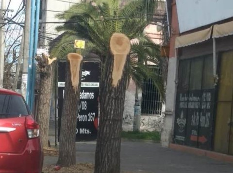 Sorpresa por la tala de tres árboles en el casco céntrico