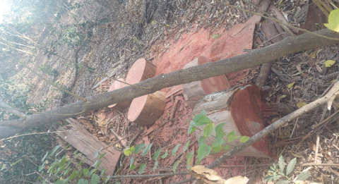 Encontró a una persona llevándose troncos recién cortados del monte y aumenta la necesidad de vigilancia del área protegida