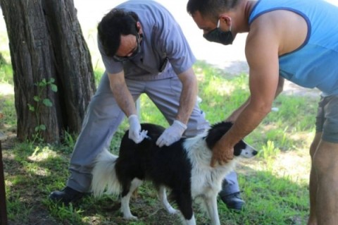 Habrá una jornada de vacunación antirrábica gratuita en Altos del Oeste