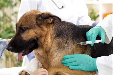 Vacunación antirrábica gratuita en distintas veterinarias de Gral. Rodríguez