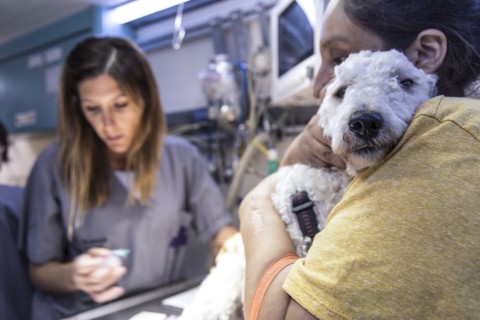 Jornada de vacunación antirrábica gratuita en 13 veterinarias: dónde y cuándo llevar a la mascota