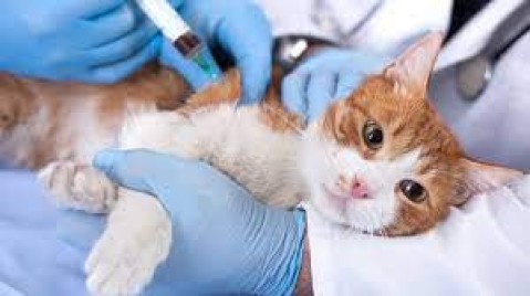 Este miércoles se vacunará gratis a perros y gatos en la Plaza Central