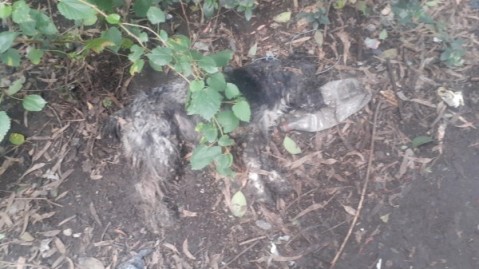 "Dame la plata o le corto un dedo": violento robo, animales envenenados y una tortuosa noche en una quinta