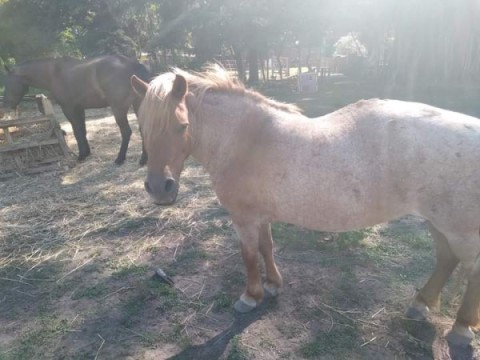 Le robaron el caballo y de la angustia, se infartó