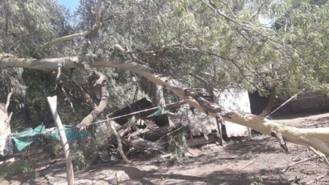 Peligro en Parque Granaderos: cayó un árbol sobre una casa y temen que pase lo mismo con otros