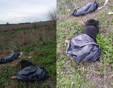 Triste postal: perros muertos a la vera de la Ruta 7