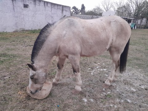 La desesperación de un vecino al que le robaron su caballo