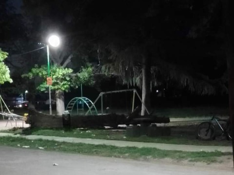 Susto por la caída de un árbol en una plaza durante la noche del lunes
