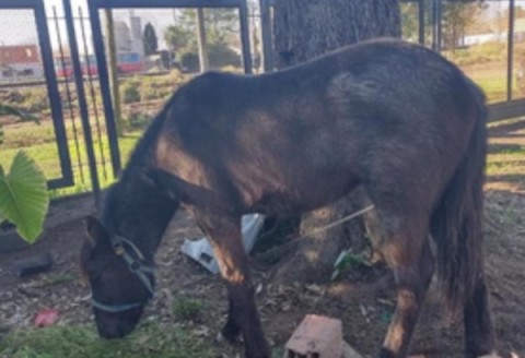 Robaron una yegua en Altos del Oeste y piden ayuda a la comunidad