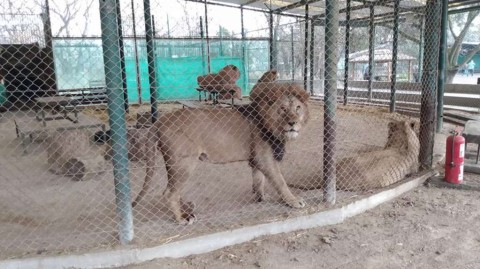 Zoo de Luján: trasladarán 57 leones y tigres