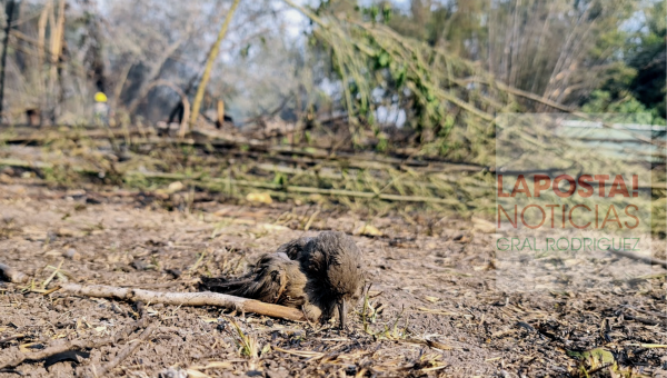 fauna muerta por el incendio 