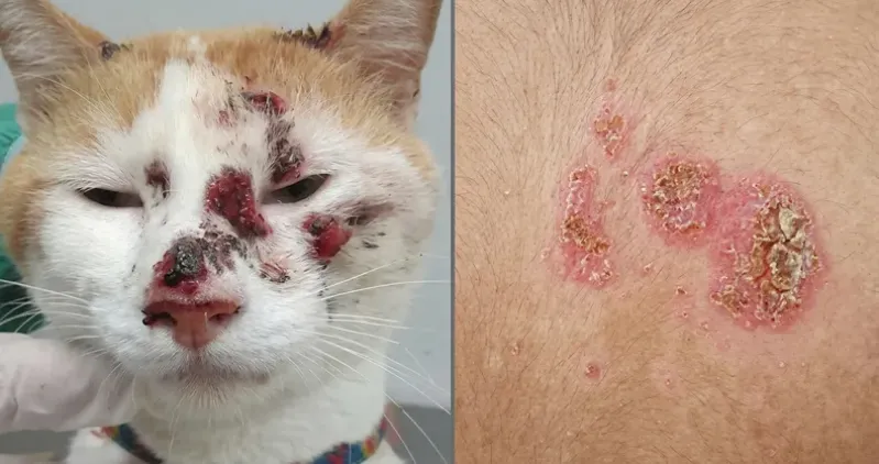 Alerta por una enfermedad cut&aacute;nea en felinos y personas: realizar&aacute;n controles y toma de muestras en un barrio