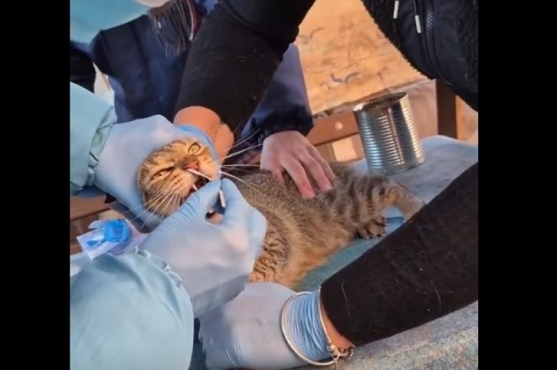 Enfermedad cut&aacute;nea en felinos y humanos: Zoonosis mont&oacute; operativo sanitario en el barrio afectado