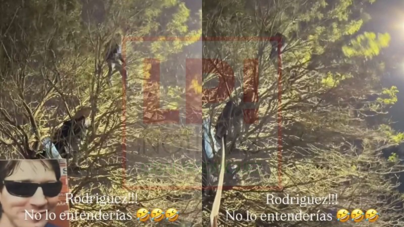Video: tensi&oacute;n y preocupaci&oacute;n por personas trepadas a los &aacute;rboles de la Plaza Central durante los festejos por Argentina