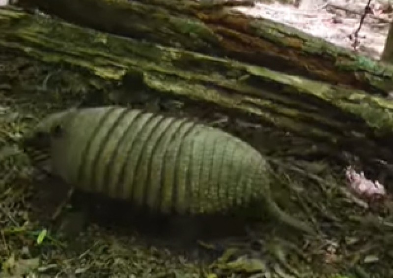 Rescataron un armadillo peludo que fue hallado en el patio de una vivienda rodriguense