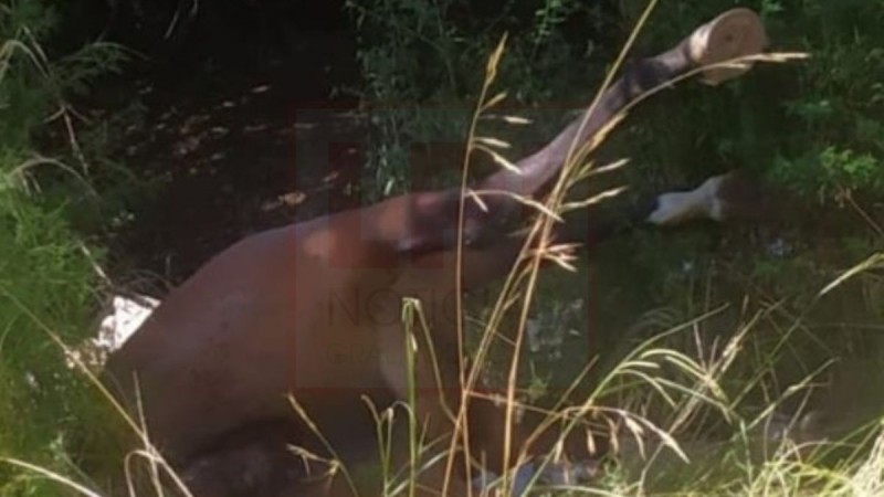 Otro caballo muerto fue encontrado entre basura: piden penas de prisi&oacute;n para los responsables