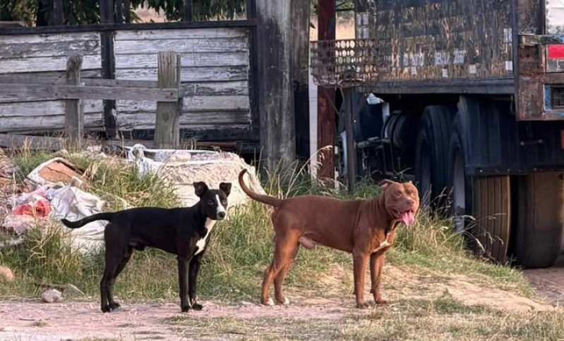Temor por dos perros sueltos: aseguran que ya mordieron a varias personas y apuntan a due&ntilde;os negligentes