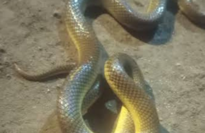 Presencia de v&iacute;boras en Gral Rodr&iacute;guez: c&oacute;mo identificar si son venenosas y qu&eacute; hacer ante mordeduras