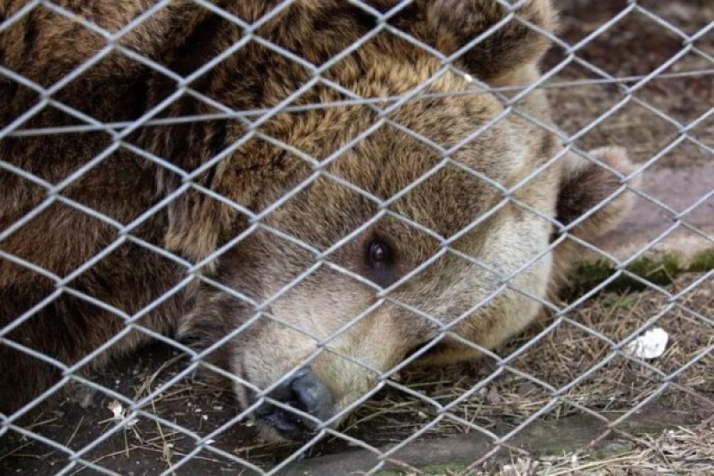 Misi&oacute;n de rescate en el Zoo de Luj&aacute;n: revelan cu&aacute;les son los da&ntilde;os f&iacute;sicos y ps&iacute;quicos que afrontan los animales
