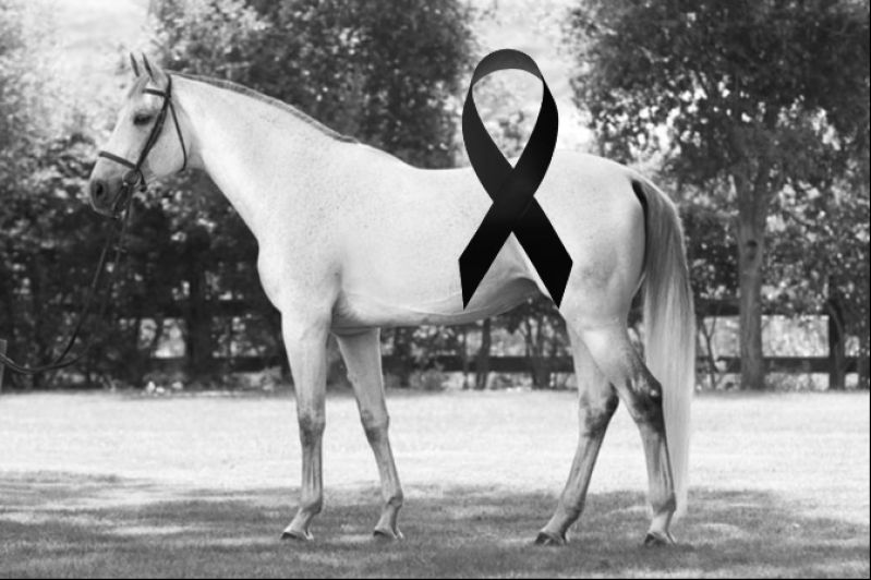 Tragedia en barrio Mi Rinc&oacute;n: falleci&oacute; un nene tras un desafortunado accidente con un caballo