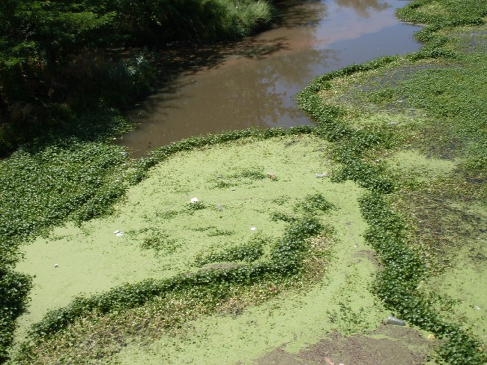 El año pasado hubo varias personas que denunciaron que vuelcos industriales contaminaban gravemente los cursos de agua, pero no se supo de multas importantes ni remediaciones