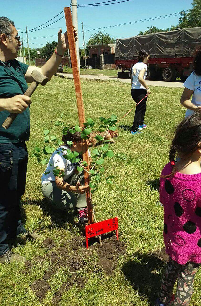 plantacion-arboles-aromos