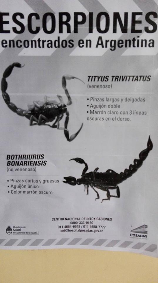 alacranes-diferentes