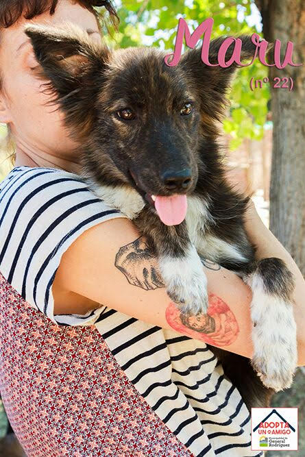 perros-en-adopcion-5