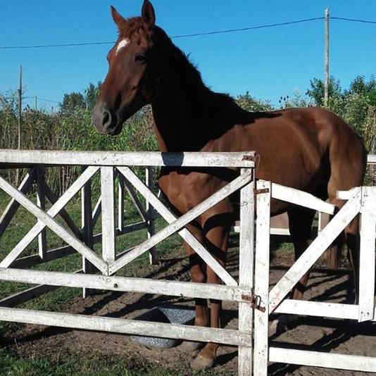 caballo-robado-parque-granaderos-2