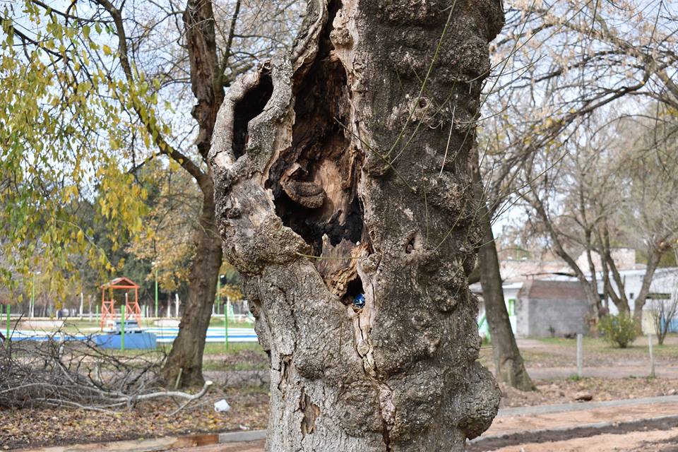 arboles-polideportivo-municipal