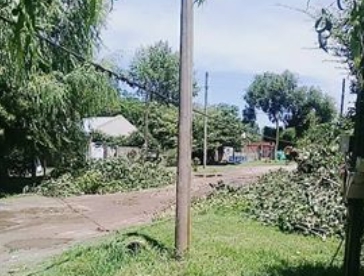 arbol-caido-en-las-margaritas-maravillas-del-oeste