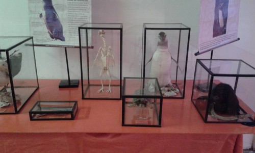 museo-itinerante-argentino