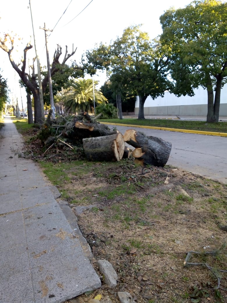 vecino-talo-arboles-avenida-alfonsin-3