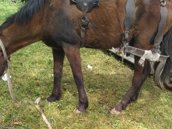 caballo-rescatado-sos-can