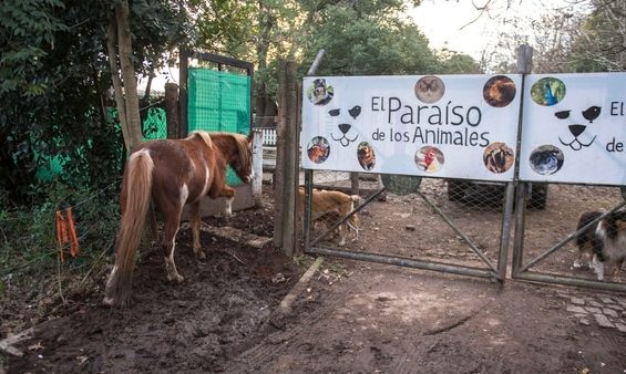 paraiso-de-los-animales