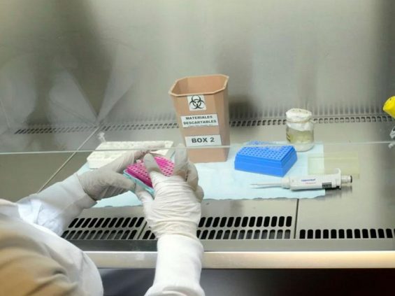 coronavirus-estudio