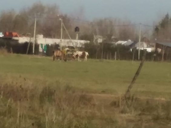 caballos-pastando-parque-granaderos